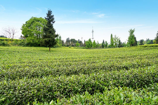 茶山茶园