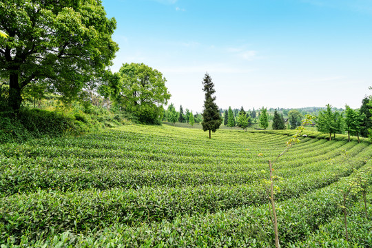 茶山茶园