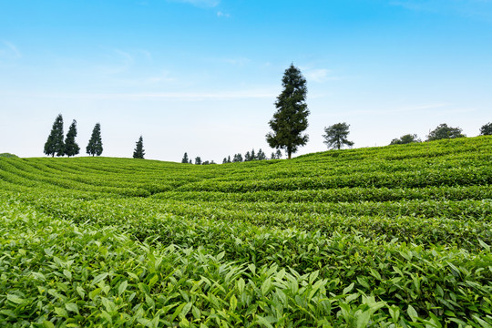 茶山茶园