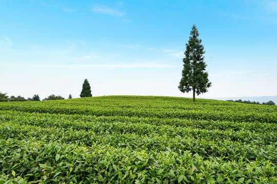 茶山茶园