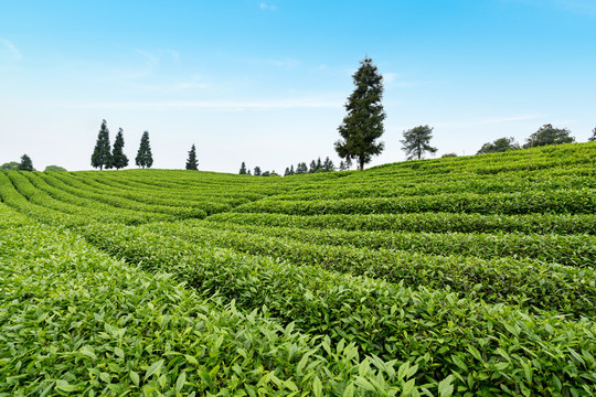 茶山茶园