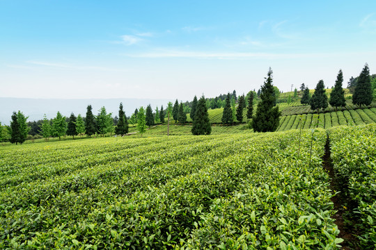 茶山茶园