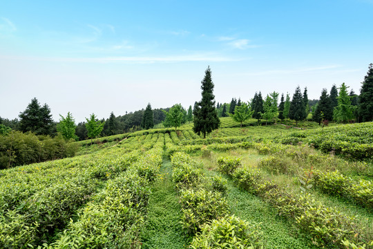 茶山茶园