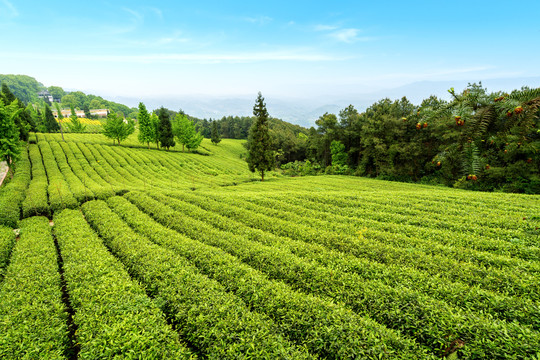 茶山茶园