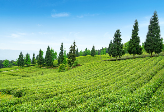 茶山茶园