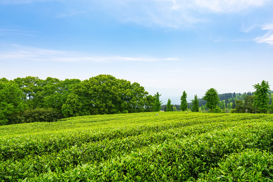 茶山茶园