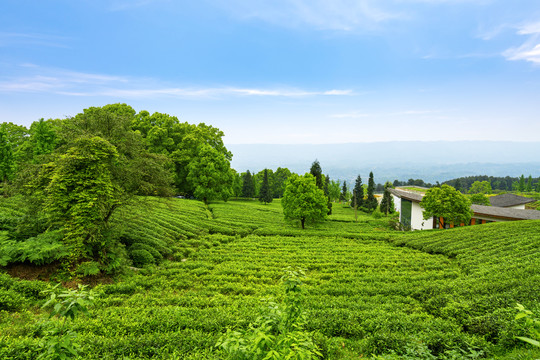 茶山茶园