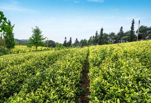 茶山茶园