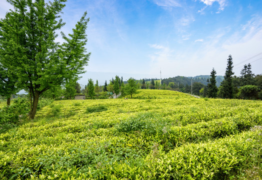 茶山茶园