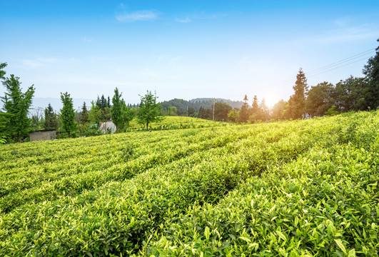 茶山茶园