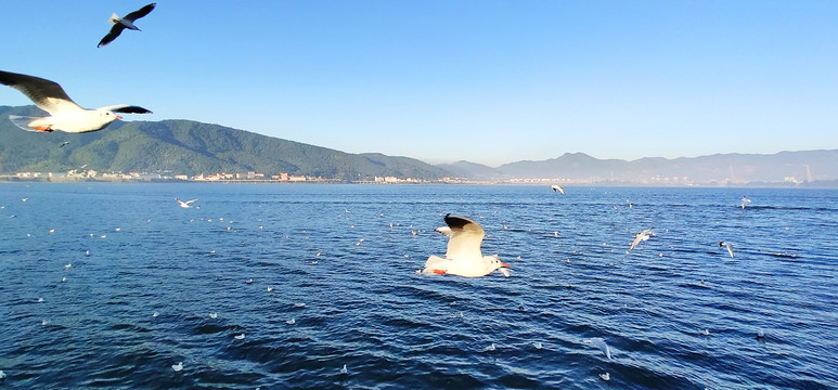 广角湖面上翱翔中的海鸥