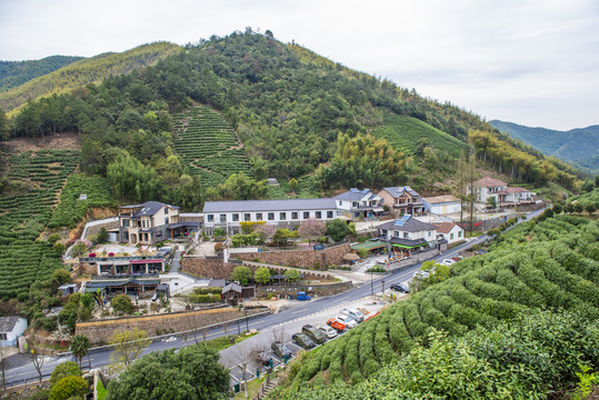 余杭径山茶园