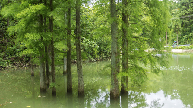 公园水杉风景