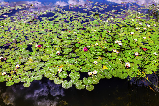 莲花池