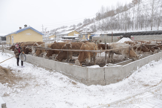 雪中喂牛