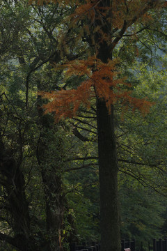 密林中一枝红了的松枝