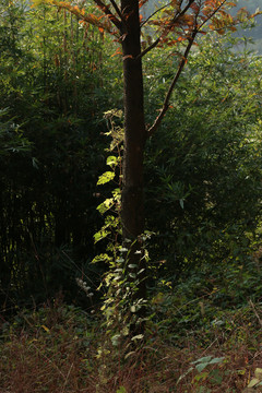秋光中的一根爬藤植物
