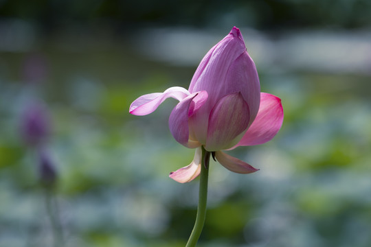 荷花莲花