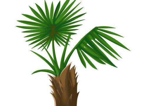 小清新寫(xiě)實(shí)雨林棕樹(shù)帶樹(shù)葉