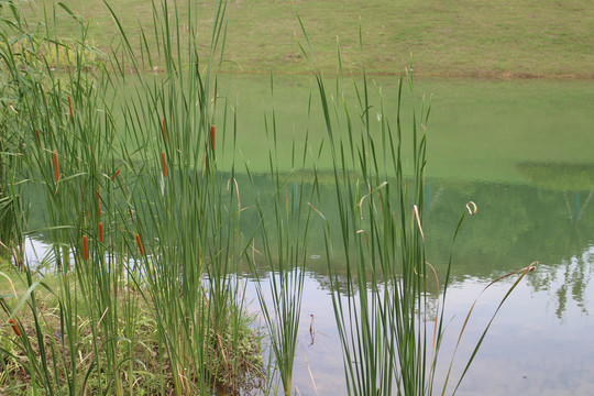 水池边菖蒲