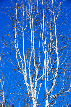 蓝天背景白桦树