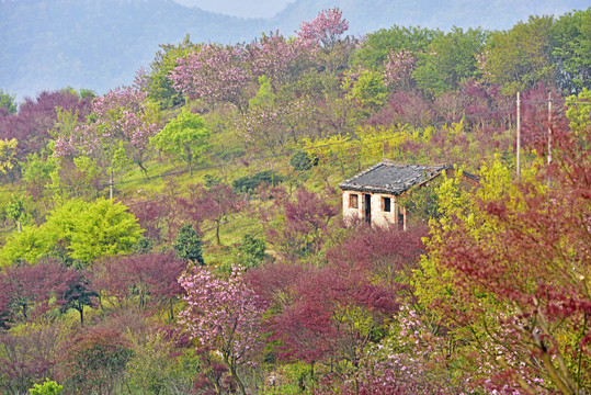 四明山樱花