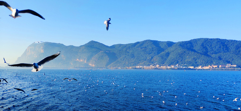 广角海面上翱翔的海鸥群