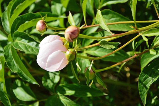 芍药