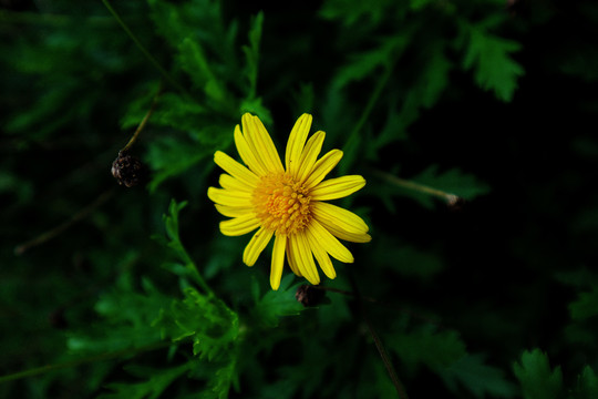 邹菊花菊花