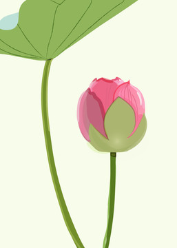 荷花矢量圖插畫