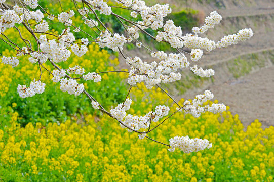 油菜花BB