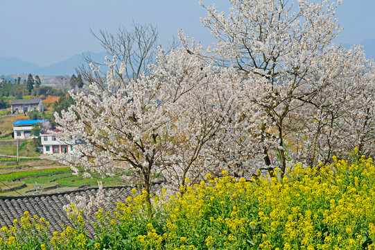 油菜花U