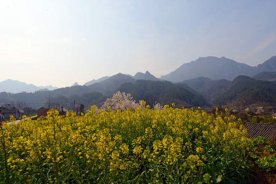 樱花油菜H