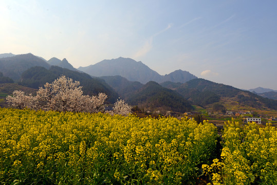 樱花油菜K