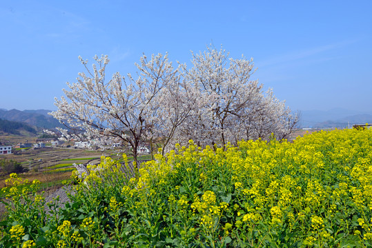 樱花油菜P