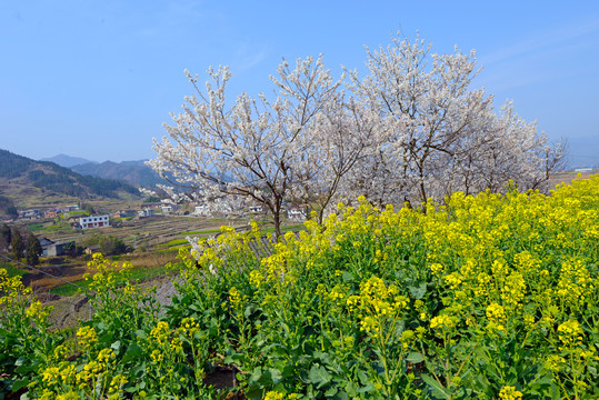 樱花油菜Q