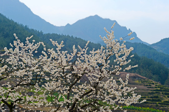 樱花BY