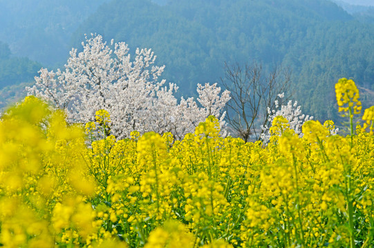 油菜花A