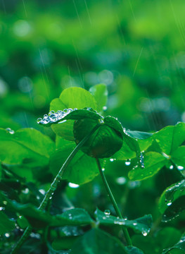 雨后的三叶草丛