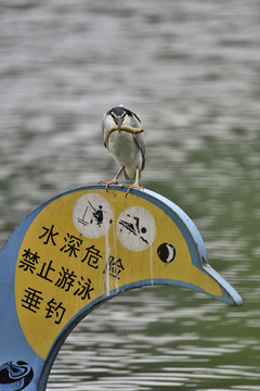 夜鹭嘴刁泥鳅