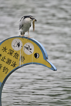 夜鹭嘴刁泥鳅