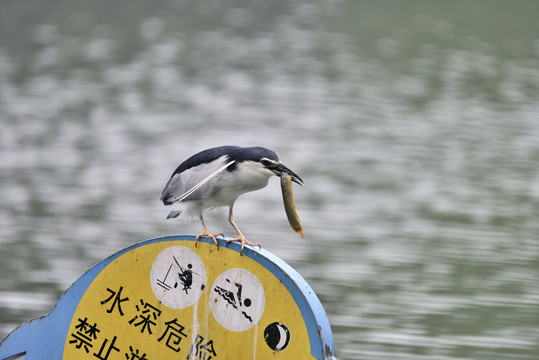 夜鹭嘴刁泥鳅