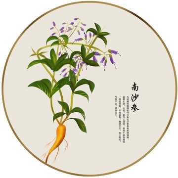 手绘中草药黄芪