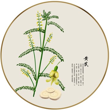 手繪中草藥南沙參