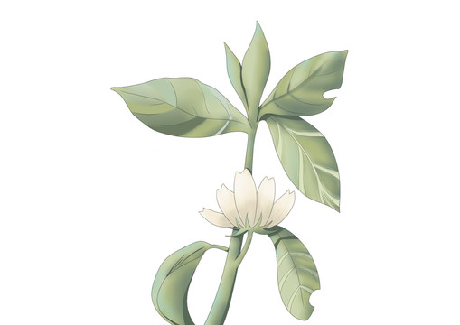 小清新質(zhì)感綠色植物花卉