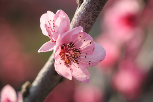 雪桃花