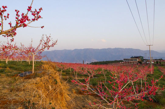 桃花