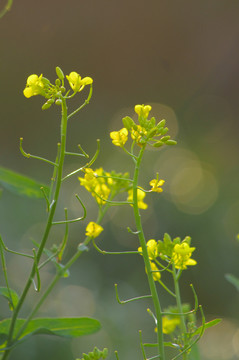 油菜