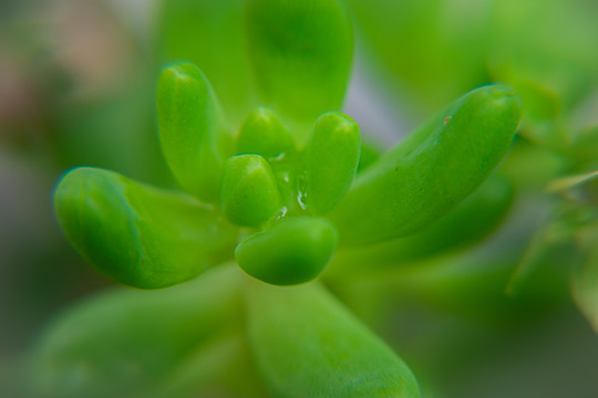 多肉植物