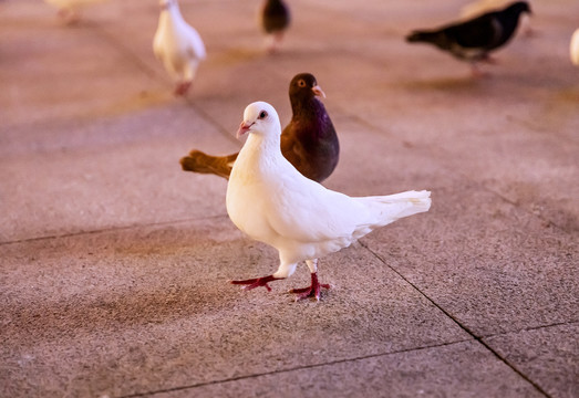 鸽子